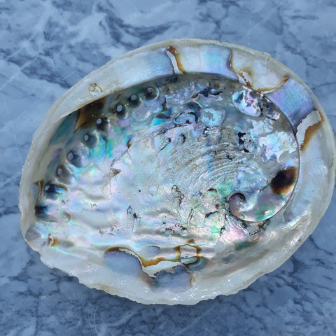 Perlmuttschale Abalone aus Neuseeland
